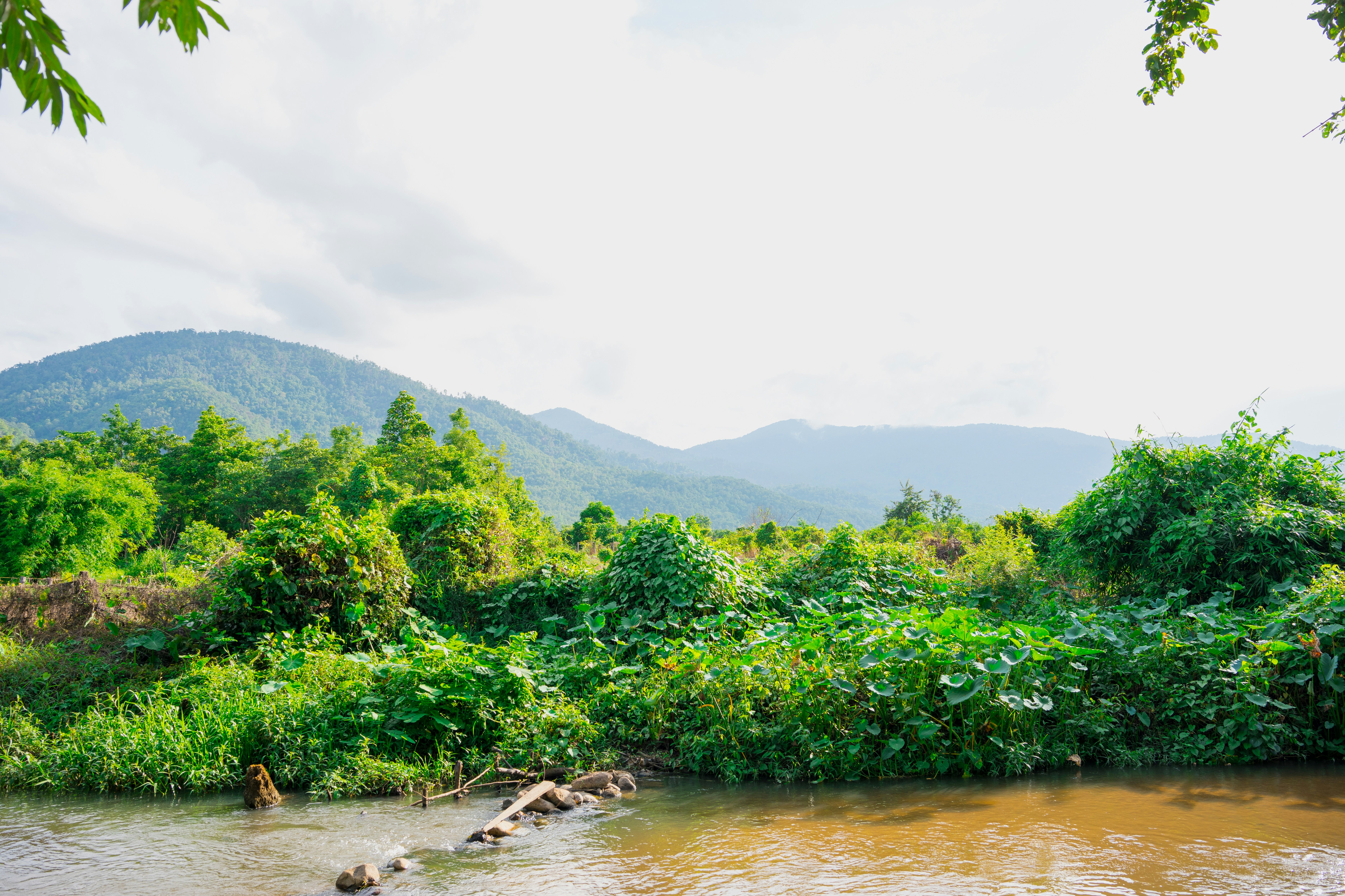 Lush jungle river in Chanchamayo Peru, emerald green water, tropical vegetation, misty mountains