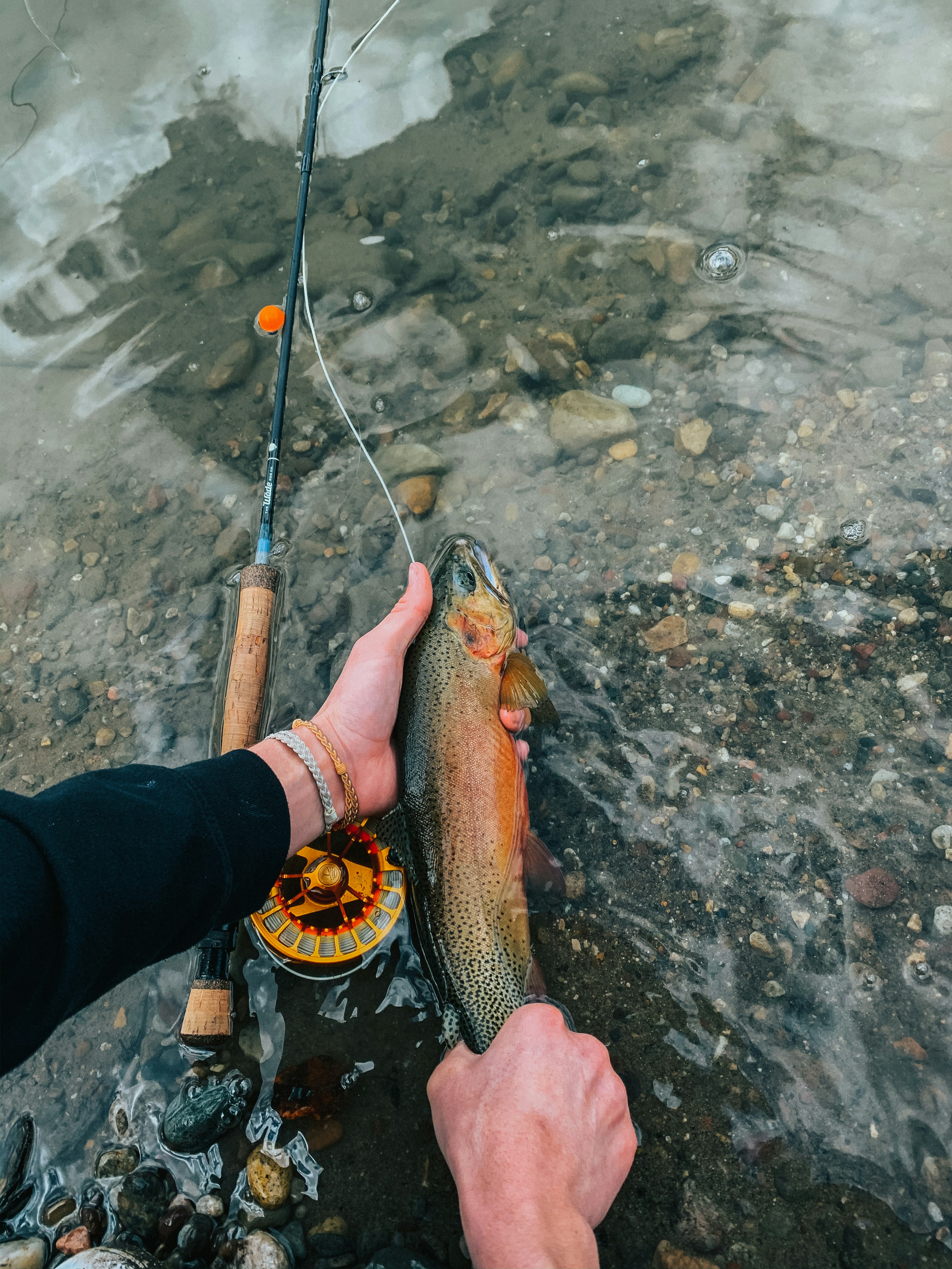 Rainbow trout catch in clear mountain river, colorful fish scales, jungle Peru